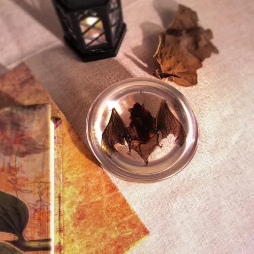 WAVEBEEXS Taxidermy Bat in Resin | Gothic Animal Specimen for Education & Decor thumbnail 5