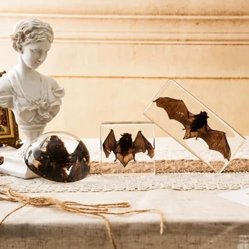 WAVEBEEXS Taxidermy Bat in Resin | Gothic Animal Specimen for Education & Decor thumbnail 6
