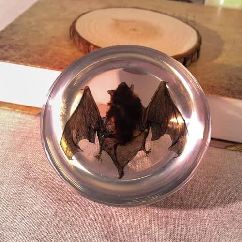 WAVEBEEXS Taxidermy Bat in Resin | Gothic Animal Specimen for Education & Decor thumbnail 3
