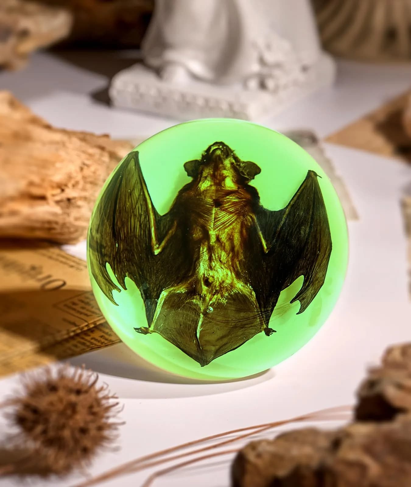 WAVEBEEXS Taxidermy Bat in Resin | Luminous Macabre Decor & Educational Specimen