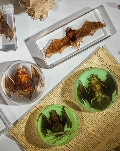 WAVEBEEXS Taxidermy Bat in Resin | Luminous Macabre Decor & Educational Specimen thumbnail 2