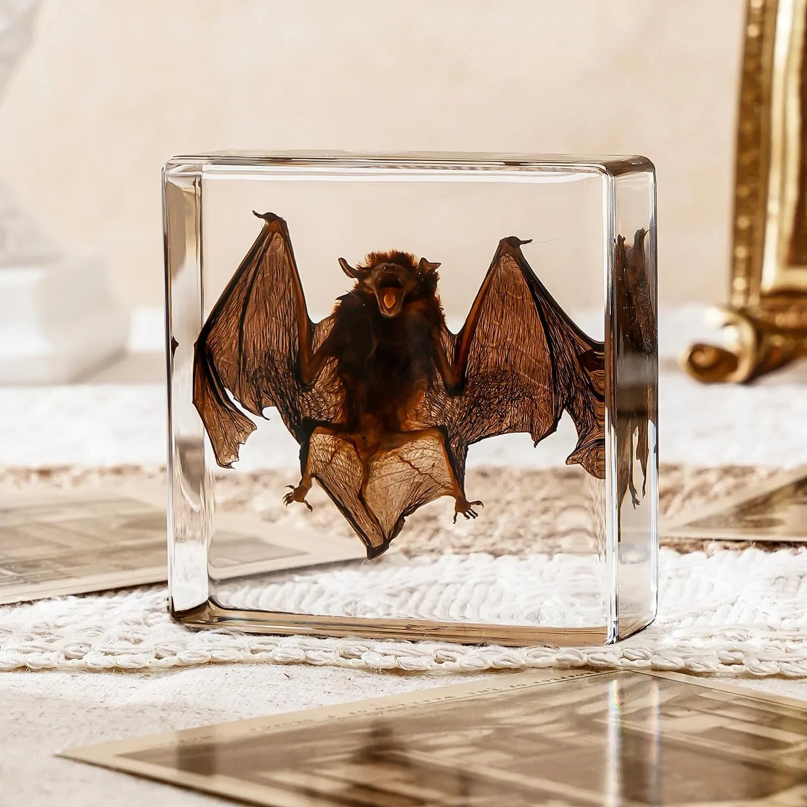 WAVEBEEXS Taxidermy Bat in Resin 3x3x1in | Macabre Animal Specimen for Education & Decor - main product image