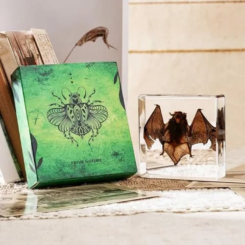 WAVEBEEXS Taxidermy Bat in Resin 3x3x1in | Macabre Animal Specimen for Education & Decor thumbnail 4