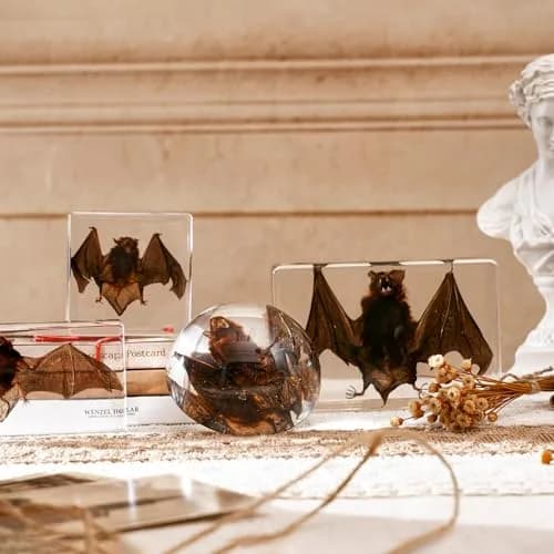 WAVEBEEXS Taxidermy Bat in Resin 3x3x1in | Macabre Animal Specimen for Education & Decor thumbnail 7