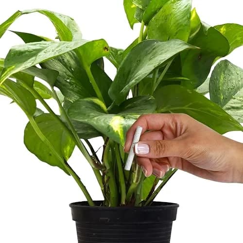 Jobe's Organics Flowering Plant Fertilizer Spikes 10-10-4, 100 Spikes (2 x 50-Count Packs) | For Indoor Flowering Houseplants thumbnail 5