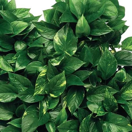 Jobe's Organics Flowering Plant Fertilizer Spikes 10-10-4, 100 Spikes (2 x 50-Count Packs) | For Indoor Flowering Houseplants thumbnail 6