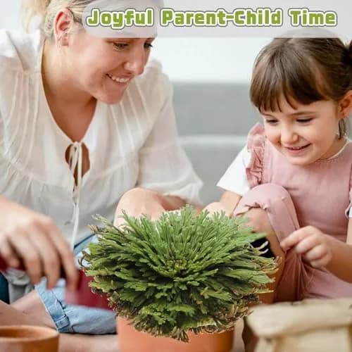 EquSym Rose of Jericho Dried Plants 17 Pack (0.2 lb / 0.09 kg) | Spiritual Purification & Home Decor thumbnail 10