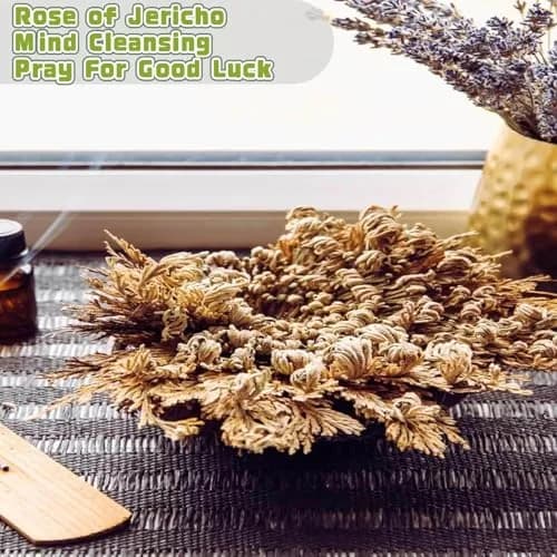 EquSym Rose of Jericho Dried Plants 17 Pack (0.2 lb / 0.09 kg) | Spiritual Purification & Home Decor thumbnail 11