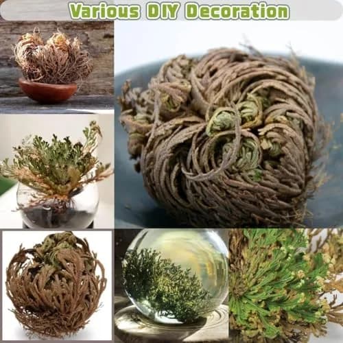 EquSym Rose of Jericho Dried Plants 17 Pack (0.2 lb / 0.09 kg) | Spiritual Purification & Home Decor thumbnail 12