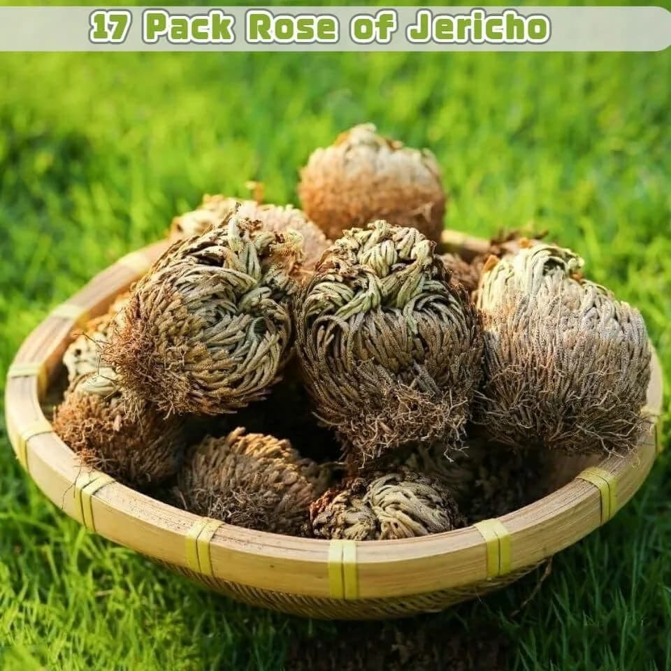 EquSym Rose of Jericho Dried Plants 17 Pack (0.2 lb / 0.09 kg) | Spiritual Purification & Home Decor thumbnail 4