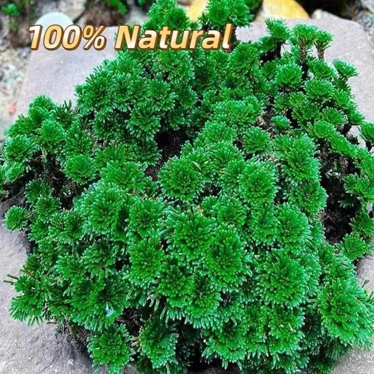 EquSym Rose of Jericho Dried Plants 17 Pack (0.2 lb / 0.09 kg) | Spiritual Purification & Home Decor thumbnail 6