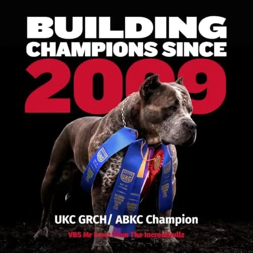 Bully Max 2-in-1 Muscle Builder Chewable Tablets for Dogs - 60 Tabs (3 Bottles) | Vet-Recommended Canine Multivitamin for Muscle Gain & Growth thumbnail 8