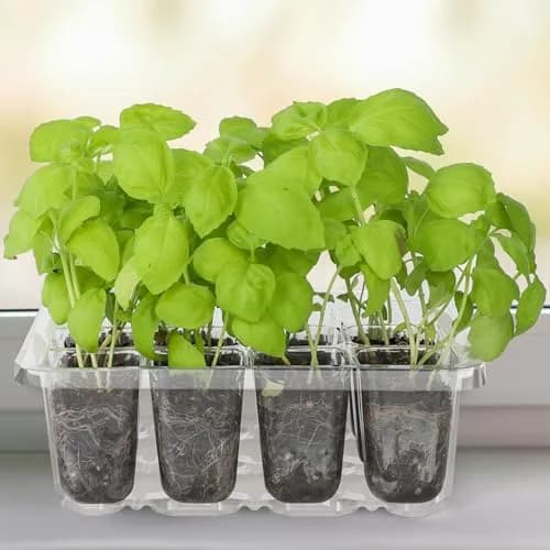 MIXC 10 Pack Seed Starter Tray Kit with Humidity Dome & 120 Cells | Reusable Seedling Propagation Trays with Drainage & Adjustable Vent thumbnail 7