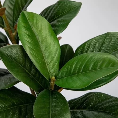 Briful Artificial Magnolia Leaves Stems 3PCS 74cm | Lifelike Greenery for Elegant Decor thumbnail 3