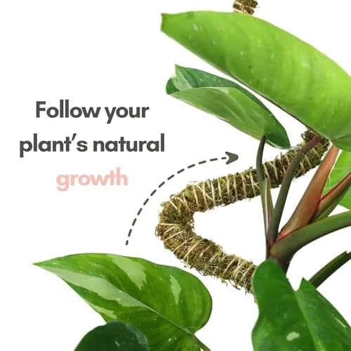 Mossify Bendable Moss Pole 3 Pack Assorted 16/30/42'' | Original Patented Design for Climbing Plants thumbnail 9