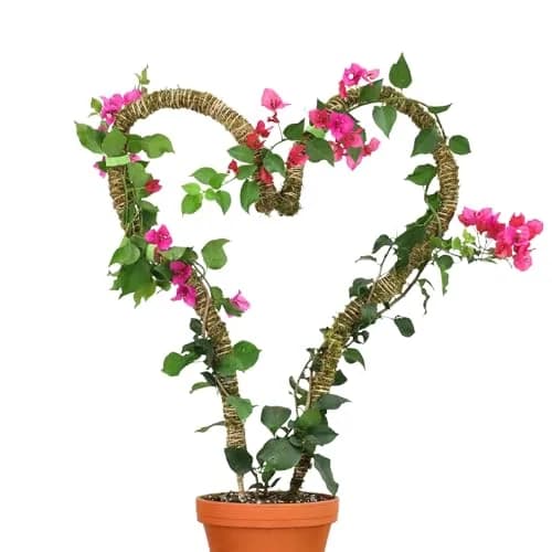 Mossify Bendable Moss Pole 30'' (76.2 cm) - 3 Pack, Natural Forest Moss | Flexible Climbing Plant Support for Monstera, Pothos, Philodendron thumbnail 4