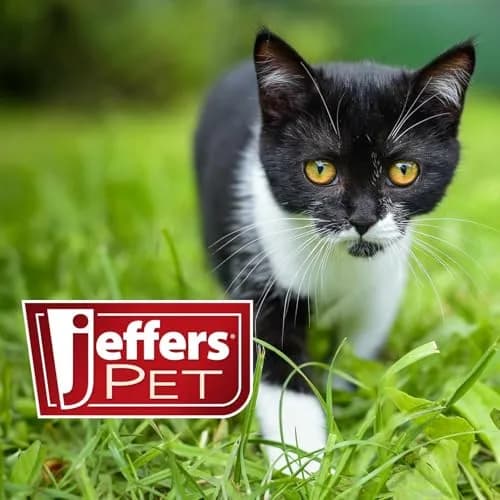 Jeffers Pet Ear Cleaning Solution for Dogs, Cats & Puppies | Aloe Vera Ear Wash for Wax & Odor Removal, Itchy Ear Comfort, Routine Ear Hygiene, Travel Friendly thumbnail 7