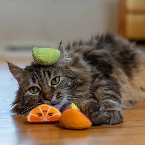Catstages Dental Fruit Wedges Catnip Chew Toys 5.3" (13.5cm) 4-Pack | Textured Dental Mesh for Teeth Cleaning thumbnail 6