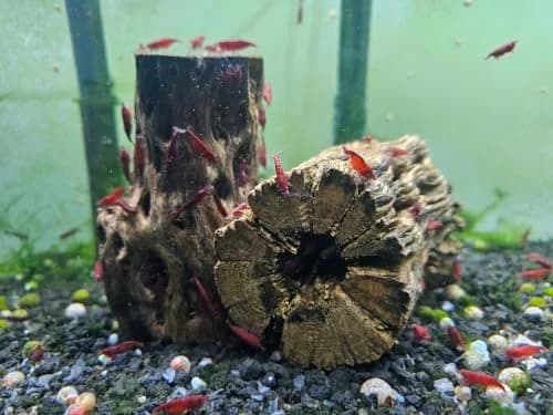 SoShrimp Natural Cholla Wood for Aquarium Decoration 20.32 cm (8 Inch) 2-Pack | Natural Aesthetic Appeal thumbnail 3