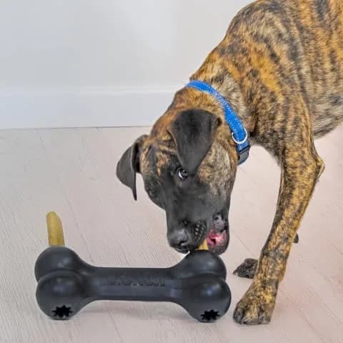 KONG Extreme Goodie Bone Natural Rubber Dog Toy for Extra Large Dogs | Power Chewers, Treat Stuffing, USA-Sourced thumbnail 2