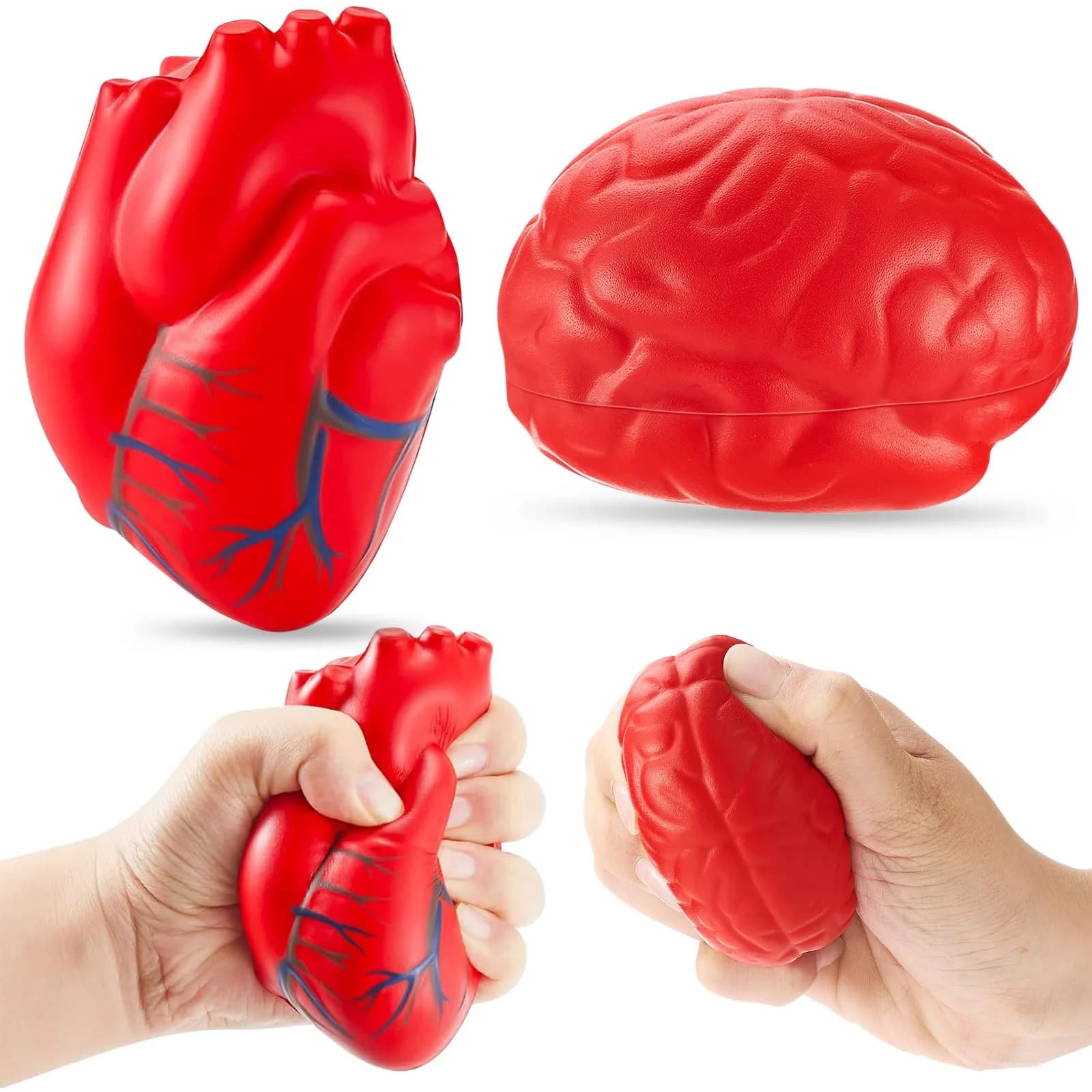 Hungdao Anatomy Heart Brain Stress Toy Set, Foam Squeeze Balls 10.9cm (4.33in) | Educational Anxiety Relief Toy — Red / Anatomy