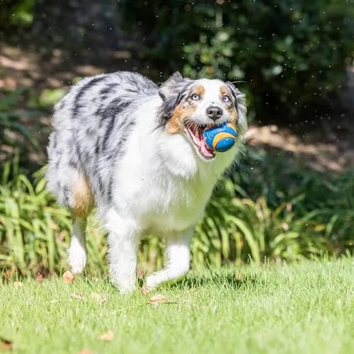 Chuckit! Ultra & Squeaker Ball Dog Toy Medium 6.4cm (2.5-inch) Pack of 3 | Durable Rubber Fetch Balls for Dogs 20-60 lbs thumbnail 4