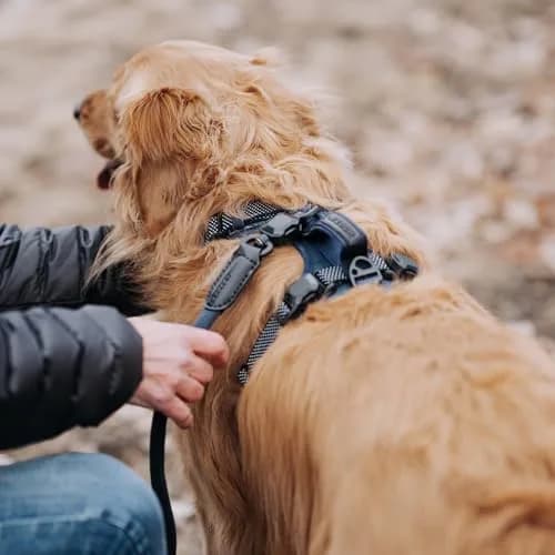 HOOZA Rope Leash Small 5/8" x 5' Blue Magnetic Quick Clip | Heavy-Duty Control & Seamless Attachment thumbnail 4