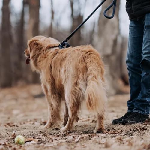HOOZA Rope Leash Small 5/8" x 5' Blue Magnetic Quick Clip | Heavy-Duty Control & Seamless Attachment thumbnail 5