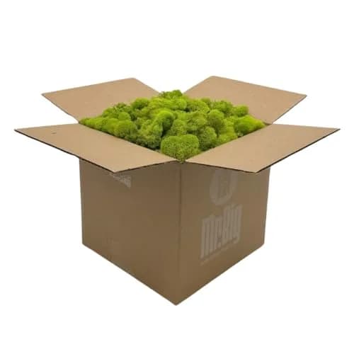 Quality Growers Preserved Reindeer Moss Bulk, Chartreuse, 12" Box | Natural Decorative Crafting Material thumbnail 1