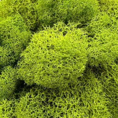 Quality Growers Preserved Reindeer Moss Bulk, Chartreuse, 12" Box | Natural Decorative Crafting Material thumbnail 2