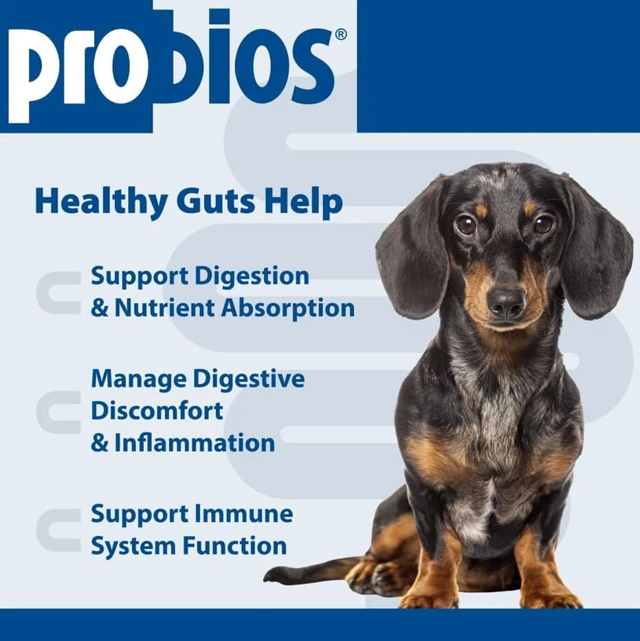 Probios Dog Probiotic Soft Chews, Chicken Liver, 120 Count | Gut & Immune Support for Medium & Large Dogs thumbnail 6