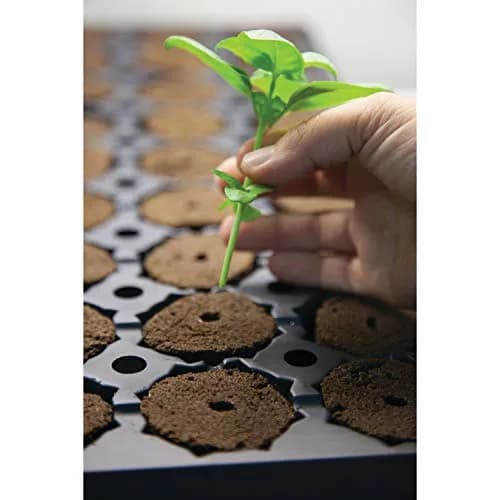General Hydroponics GH3253 Rapid Rooter Replacement Plugs 50 Count | Explosive Root Growth Support thumbnail 4