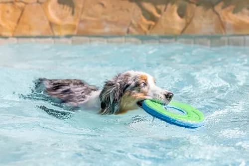 Chuckit! Amphibious ZipFlight Floating and Flying Disc Dog Toy, Medium (8.5") 12-Pack | Floats & Flies for Long-Distance Fetch thumbnail 8