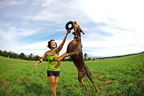 Chuckit! Amphibious ZipFlight Floating and Flying Disc Dog Toy, Medium (8.5") 12-Pack | Floats & Flies for Long-Distance Fetch thumbnail 9