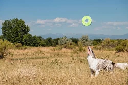 Chuckit! Amphibious ZipFlight Floating and Flying Disc Dog Toy, Medium (8.5") 12-Pack | Floats & Flies for Long-Distance Fetch thumbnail 10