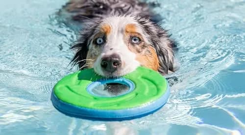 Chuckit! Amphibious ZipFlight Floating and Flying Disc Dog Toy, Medium (8.5") 12-Pack | Floats & Flies for Long-Distance Fetch thumbnail 11