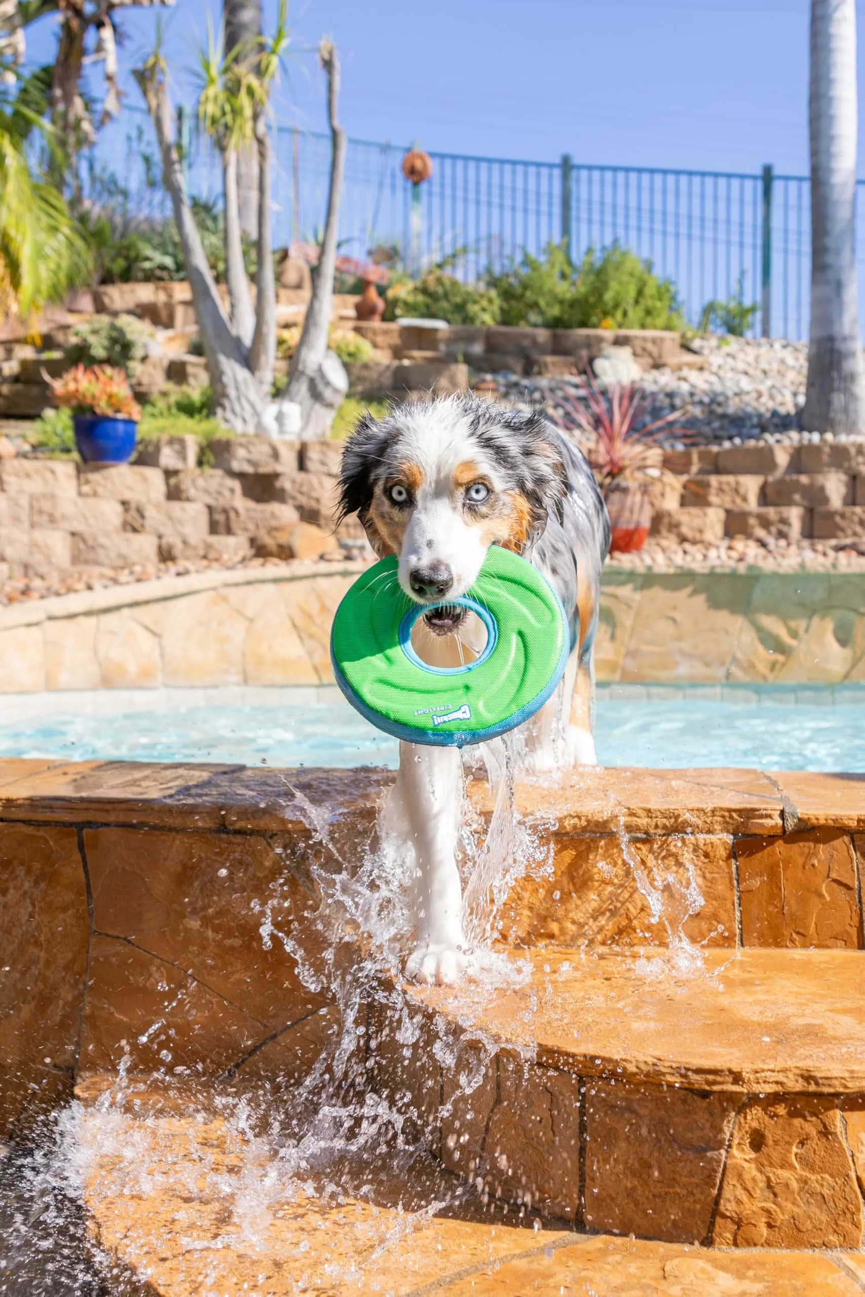 Chuckit! Amphibious ZipFlight Floating and Flying Disc Dog Toy, Medium (8.5") 12-Pack | Floats & Flies for Long-Distance Fetch thumbnail 2