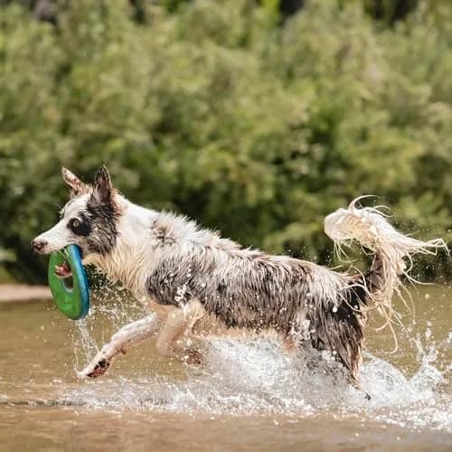 Chuckit! Amphibious ZipFlight Floating and Flying Disc Dog Toy, Medium (8.5") 12-Pack | Floats & Flies for Long-Distance Fetch thumbnail 5