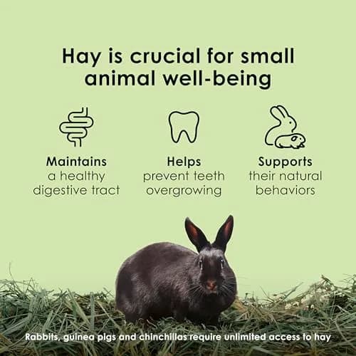 Kaytee Timothy Hay for Rabbits, Guinea Pigs, Chinchillas, Gerbils, Hamsters - 24 lb (10.89 kg) | Supports Digestive Health thumbnail 6