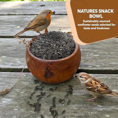 Trailmark Naturals 3 lb Black Oil Sunflower Seeds for Birds | Premium USA Wildlife & Backyard Feeders thumbnail 4