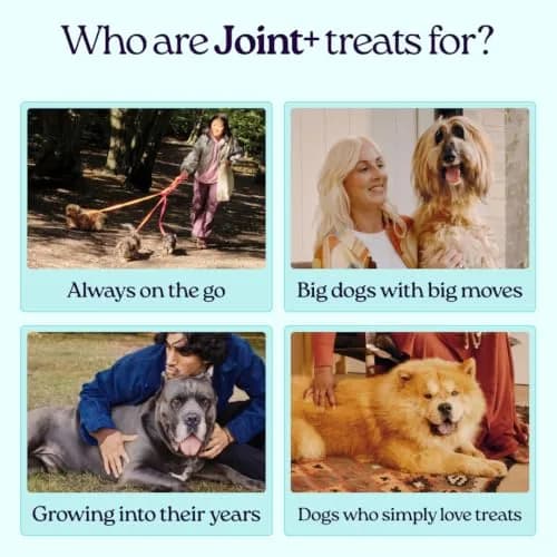 WellJoy Joint Dog Treat + Glucosamine, Chondroitin, GutBoost, 30ct | Supports Joints & Digestion thumbnail 3