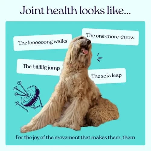 WellJoy Joint Dog Treat + Glucosamine, Chondroitin, GutBoost, 30ct | Supports Joints & Digestion thumbnail 4