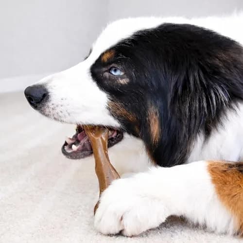 Nylabone Strong Chew Femur Bone Dog Toy with Real Bison & Venison Flavor, Large 4.5" (11.4 cm) thumbnail 5
