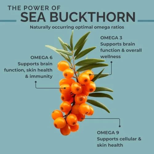 SeabuckWonders Organic Sea Buckthorn Seed Oil 60 Softgels | Omega 3, 6 & 9 Support for Skin & Hair thumbnail 3