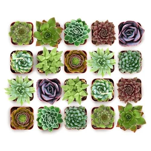 Shop Succulents Echeveria & Rosette Live Succulent Variety Pack – Fully Rooted 2" Potted Plants for Gifts, Favors, DIY Projects, Terrariums, Home Décor, and Garden Arrangements, 32 Pack thumbnail 1