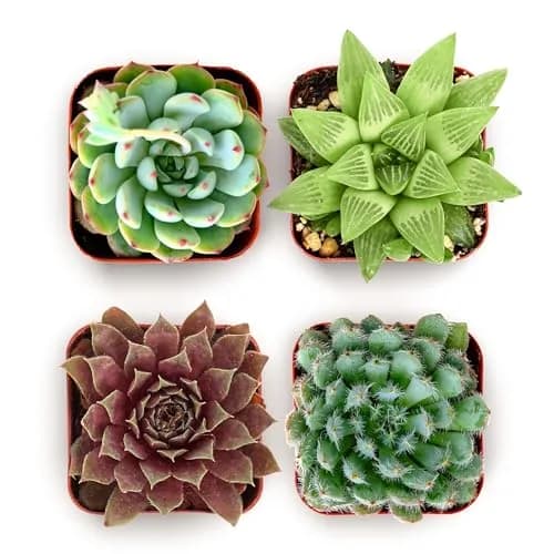 Shop Succulents Echeveria & Rosette Live Succulent Variety Pack – Fully Rooted 2" Potted Plants for Gifts, Favors, DIY Projects, Terrariums, Home Décor, and Garden Arrangements, 4 Pack thumbnail 1
