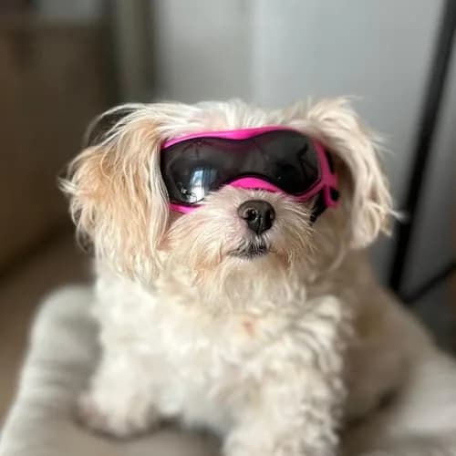 PETLESO Pink Dog Goggles for Small Breeds & Cats | 3.74 in Length, 1.38 in Width thumbnail 8
