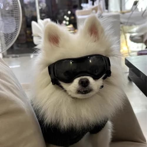 PETLESO Black XS Dog Goggles | UV Protection for Small Breeds & Cats (3.74" L x 1.38" W) thumbnail 6