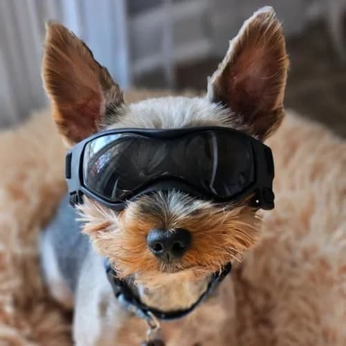 PETLESO Black XS Dog Goggles | UV Protection for Small Breeds & Cats (3.74" L x 1.38" W) thumbnail 7