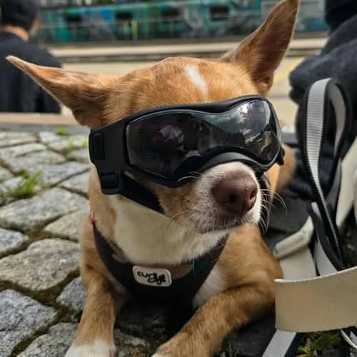 PETLESO Black XS Dog Goggles | UV Protection for Small Breeds & Cats (3.74" L x 1.38" W) thumbnail 8